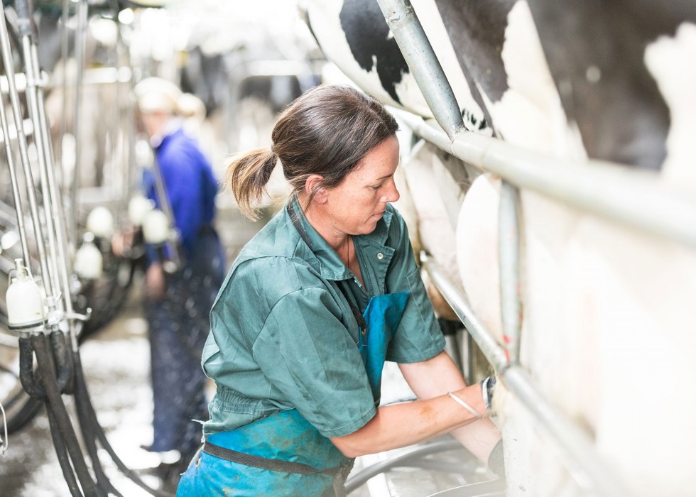 woman in cowshed milking cows